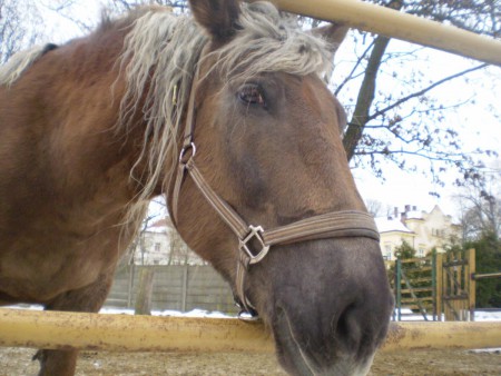 21.2.2010 - Bohnice - Troja - Thom.sady