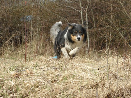 25.3.2011 - Odpolední procházka