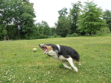 8.6.2011 - Stromovka